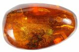 Two Detailed Fossil Spiders (Araneae) in Baltic Amber #183634-1